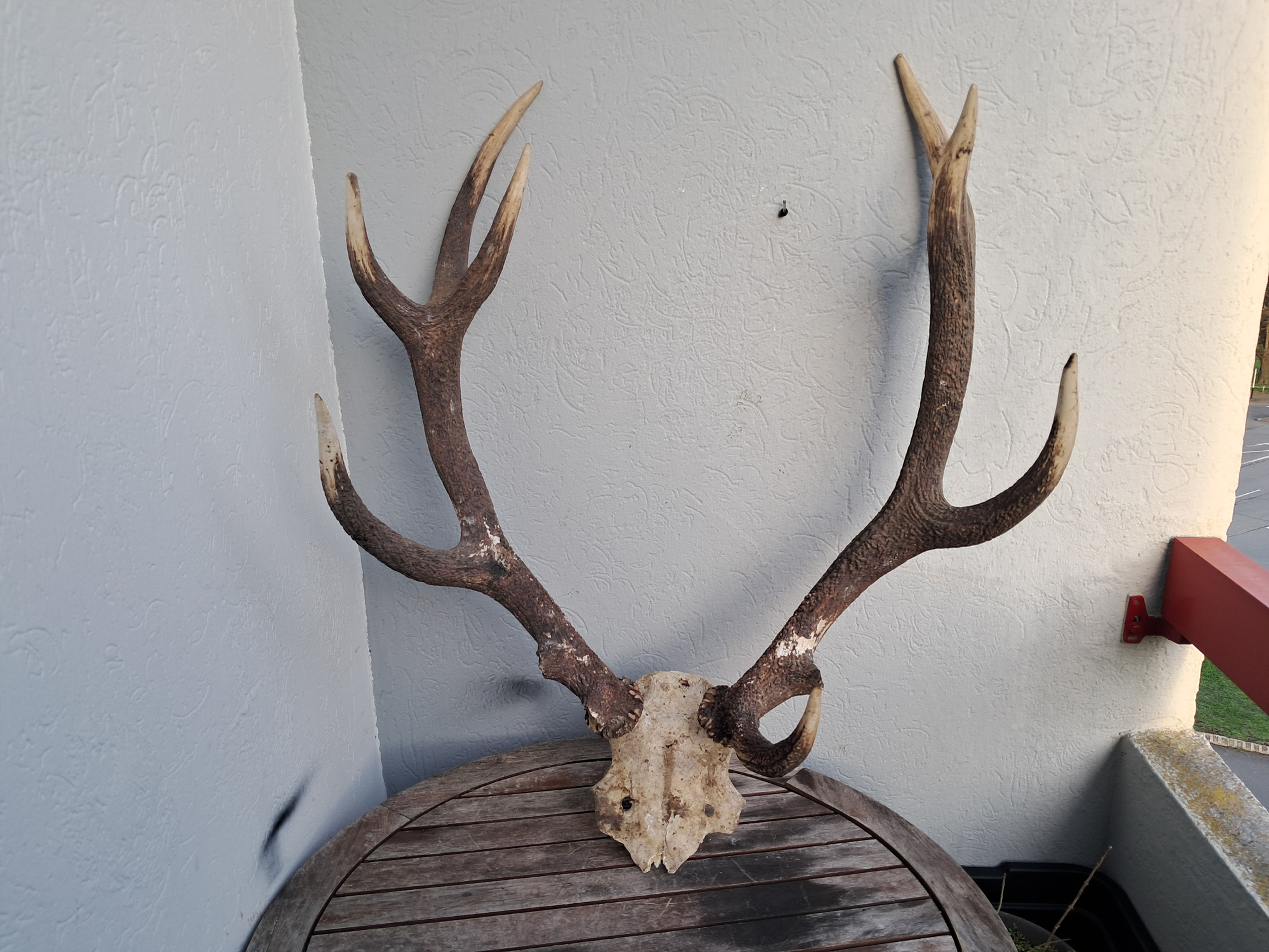 Massacre de cerf élaphe ; Cervus elaphus 12 cors irréguliers #N1