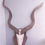 Miniature : Trophée de Grand Kudu ; Tragelaphus strepsiceros