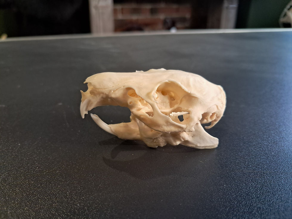 Miniature : Crâne de cochon d'Inde avec gros abcès dentaire