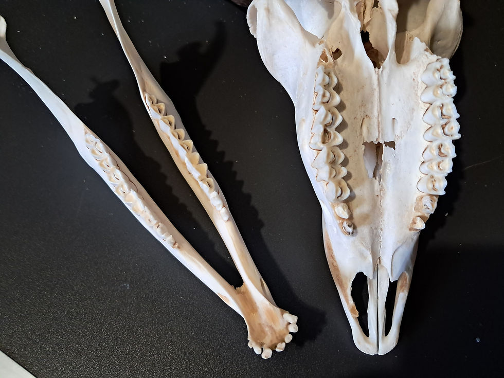 Thumbnail: Crâne d' Impala avec mâchoire ( Aepyceros melampus )