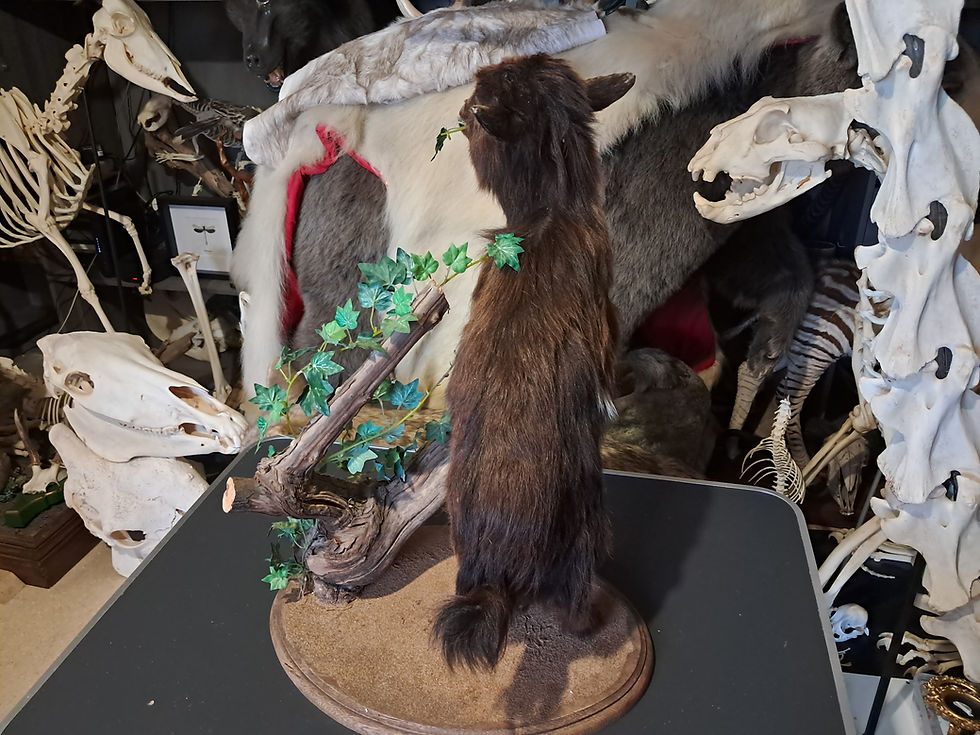 縮圖：Taxidermie de chevreau domestique