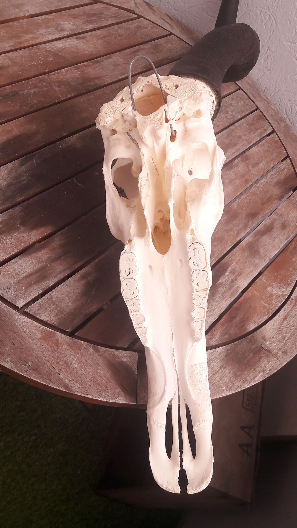 Miniaturbild: Crâne de Bubale tête bizarde ; Alcelaphus buselaphus