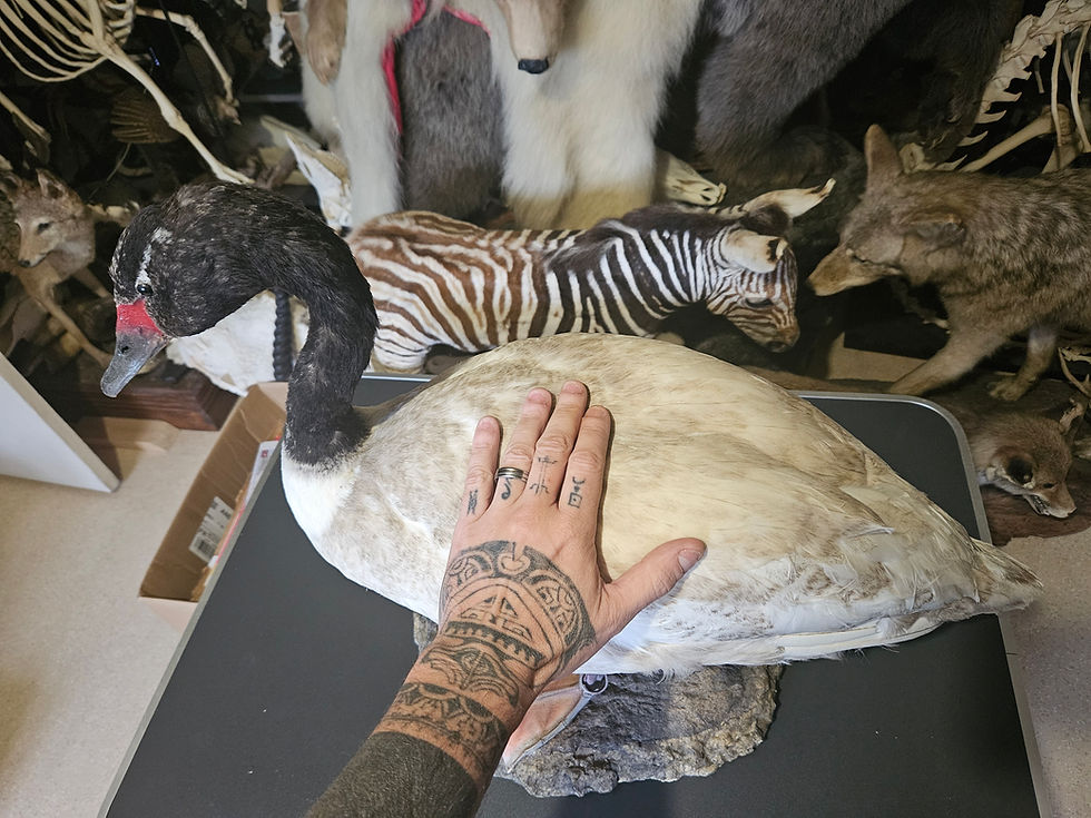 サムネイル： Taxidermie de cygne à cou noir ; Cygnus melancoryphus