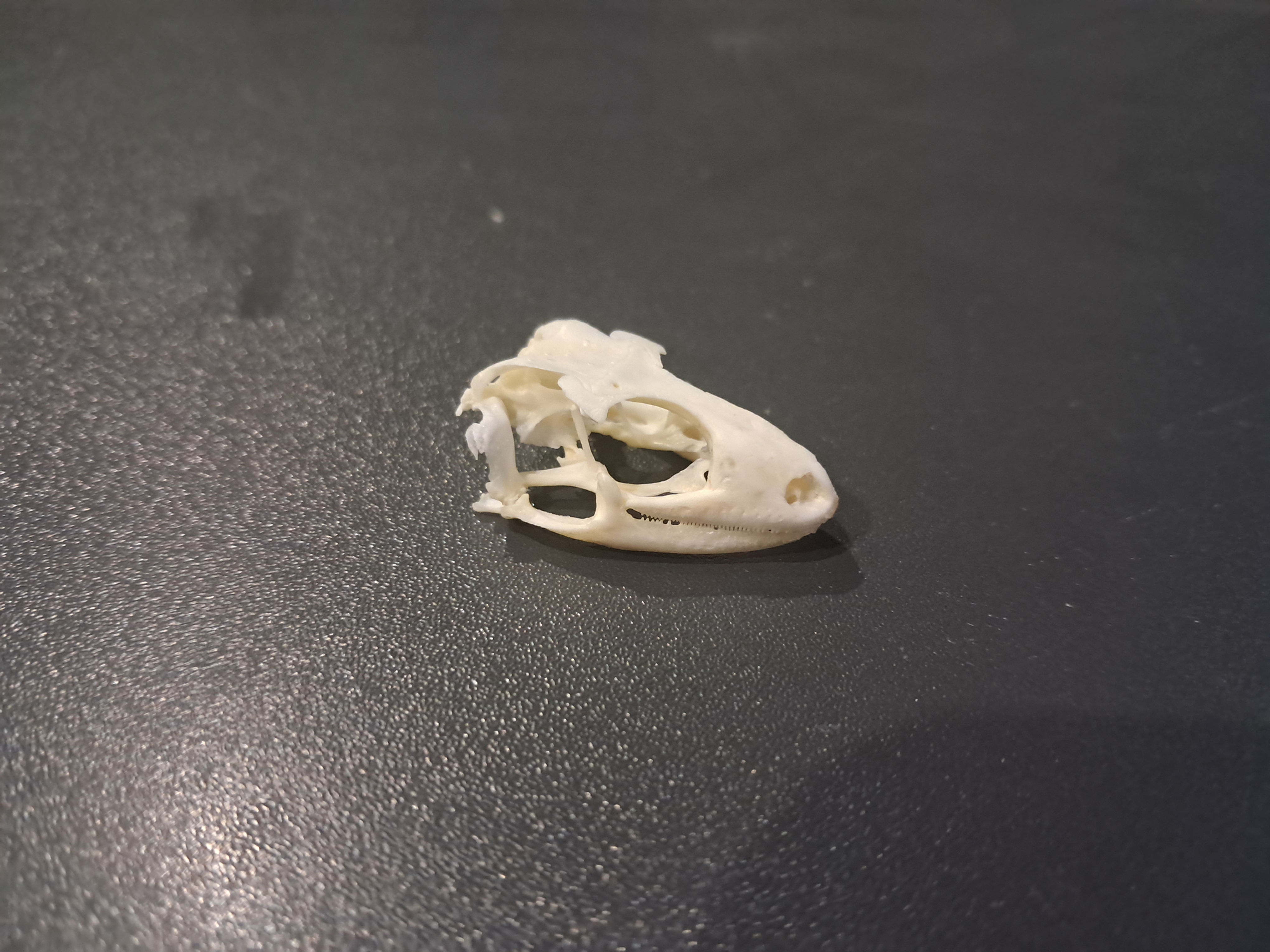 Crâne de Gecko léopard ; Eublepharis macularius