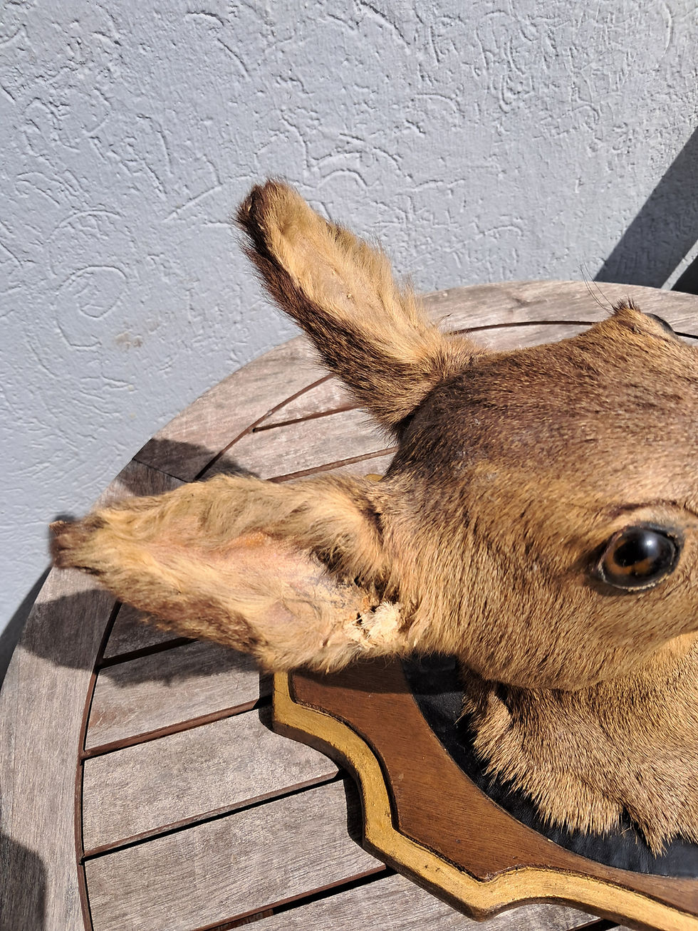 Miniature : Taxidermie de chevreuil ; Capreolus capreolus