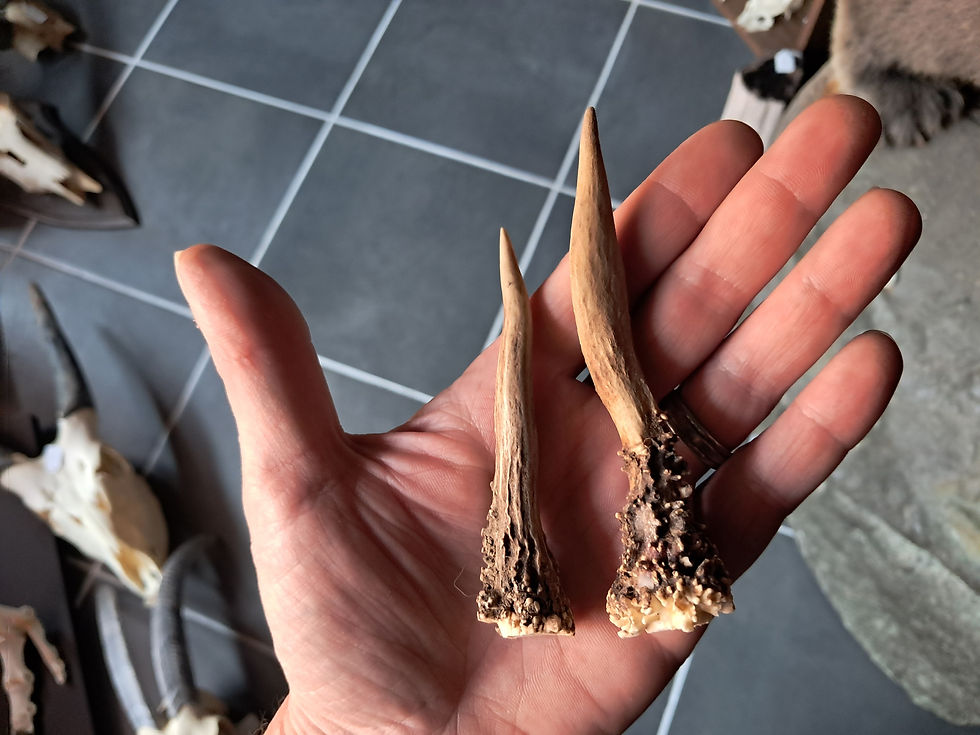 Miniature : Paire de bois de chevreuil ; Capreolus capreolus ; au choix