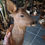 サムネイル： Taxidermie de chevreuil ; Capreolus capreolus