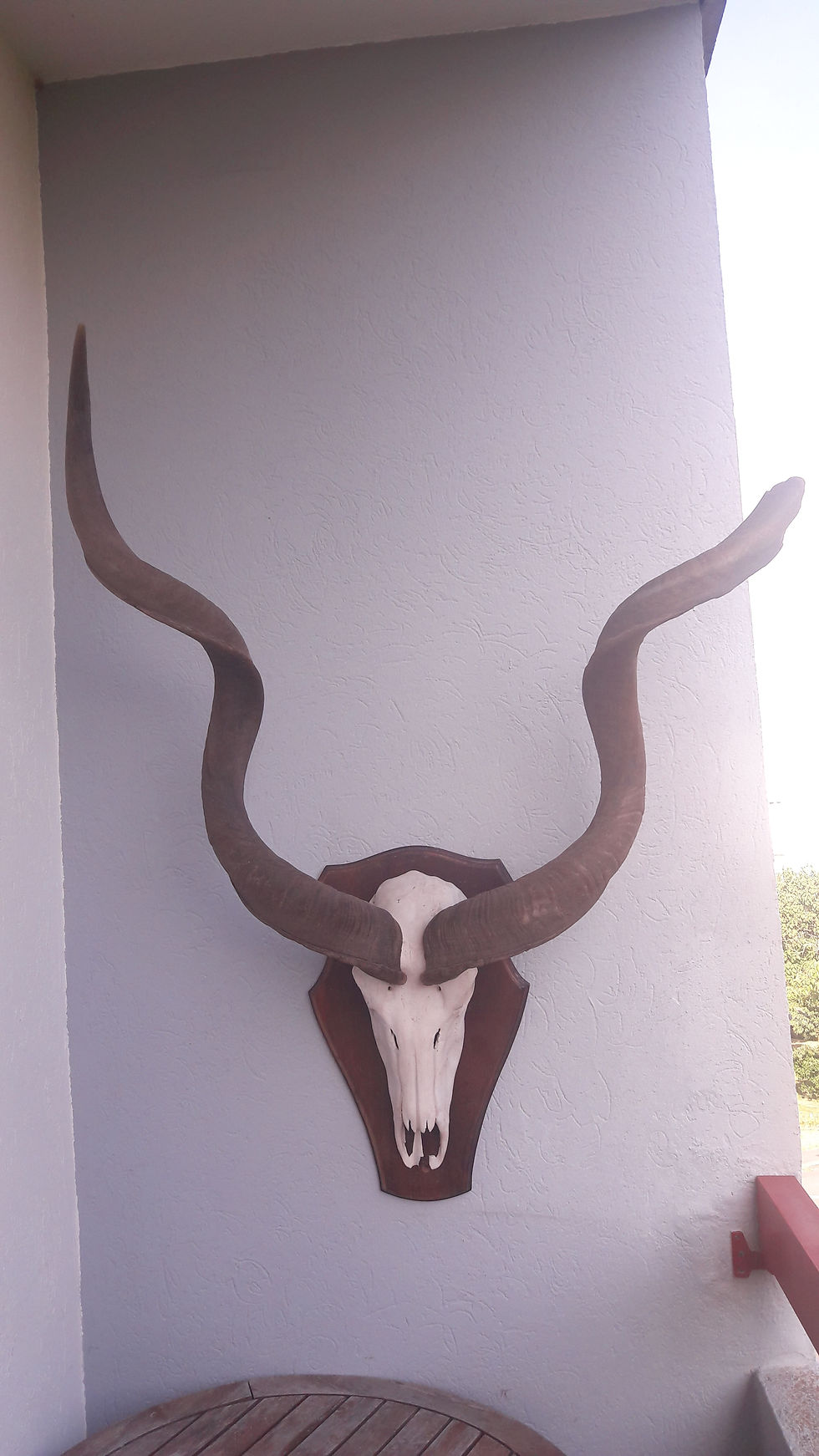 縮圖：Trophée de Grand Kudu ; Tragelaphus strepsiceros