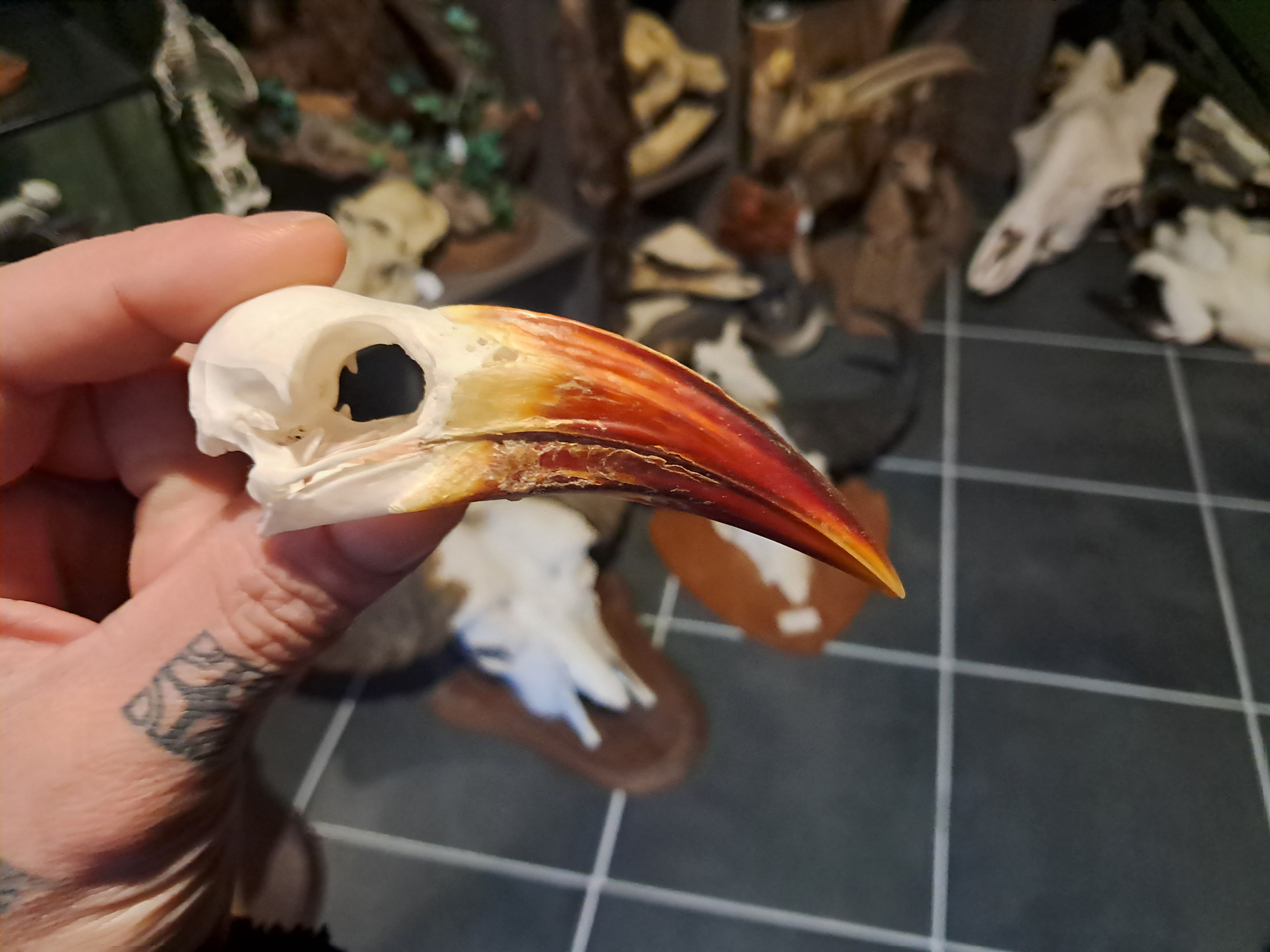 Crâne de calao à bec rouge ; Tockus erythrorhynchus