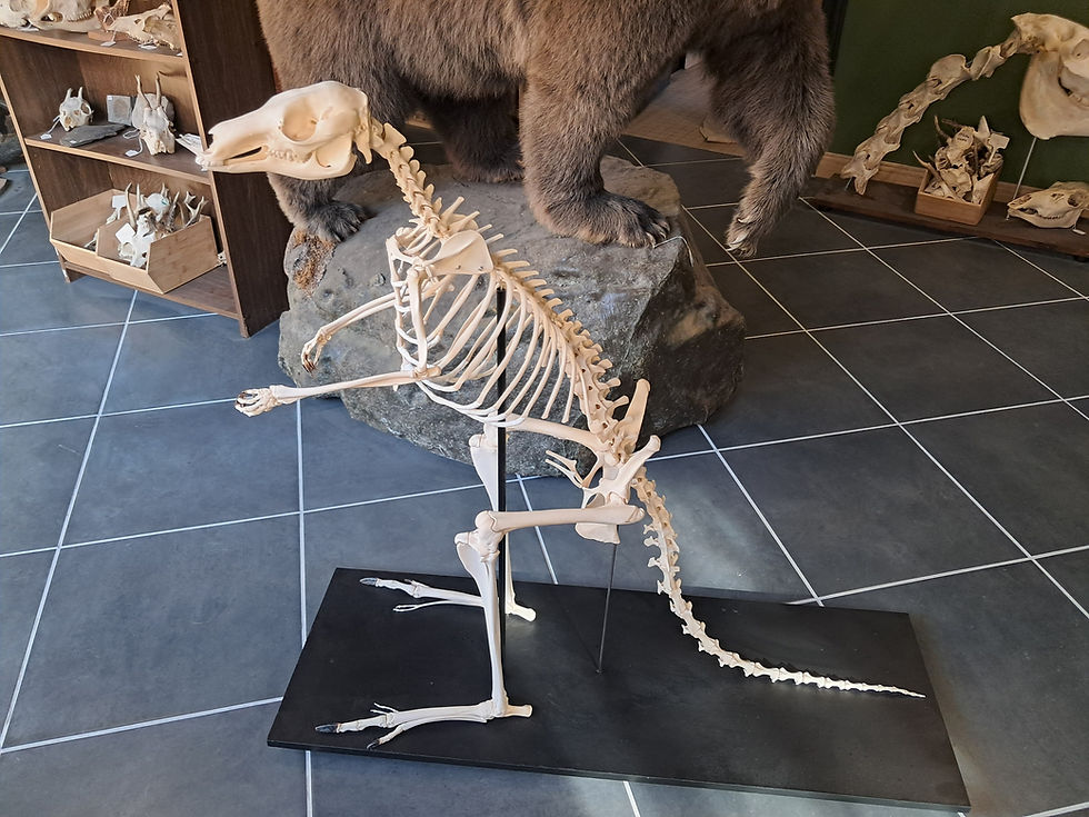 Miniature : Squelette de kangourou roux ; Osphranter rufus