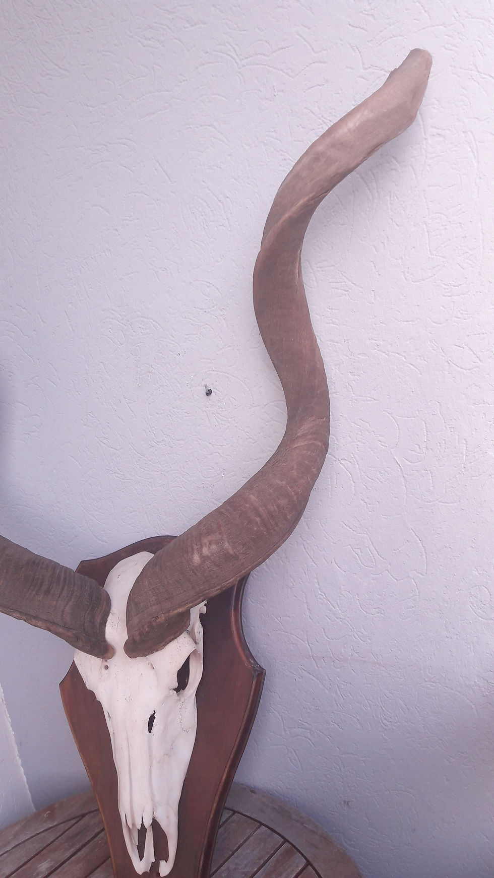サムネイル： Trophée de Grand Kudu ; Tragelaphus strepsiceros