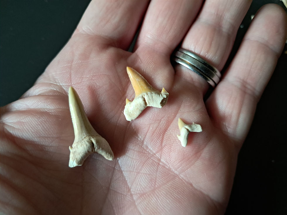 サムネイル： Lot de 90 fossiles de dents de requins #17