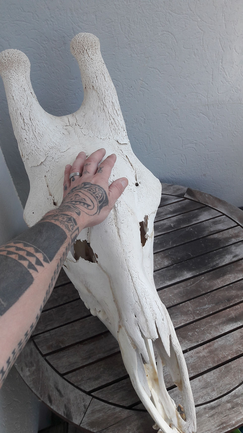 サムネイル： Crâne de girafe avec CITES ; Giraffa camelopardalis