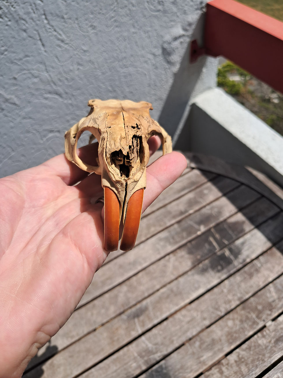 Miniature : Crâne de ragondin ; Myocastor coypus