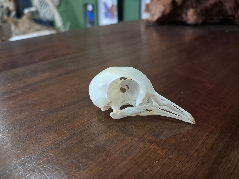 Miniature : Crâne de pigeon