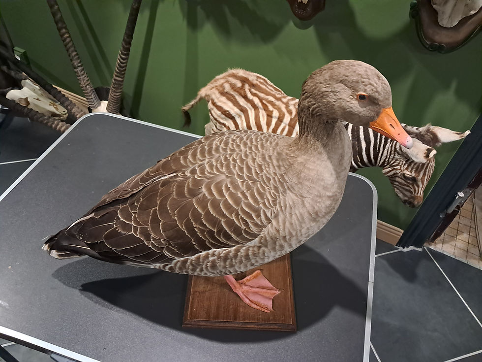 サムネイル： Taxidermie d' Oie cendrée (Anser anser)