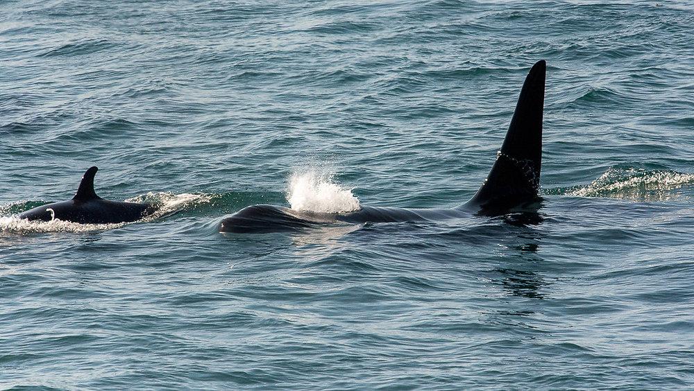 Orca Tales