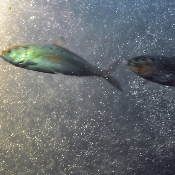 Submergence: Going Below the Surface with Orca and Salmon