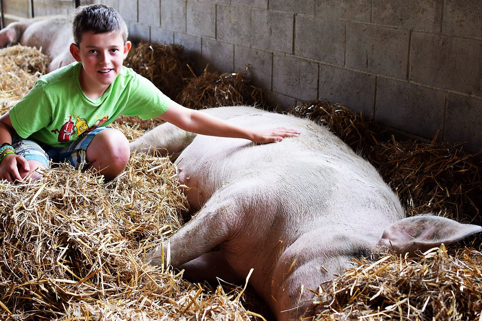 Young boy petting a pig at the Farm Sanctuary petting zoo near Los Angeles, enjoying a family-friendly farm experience