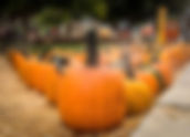 Underwood's Pumpkin Patch at the Somis Farm Center