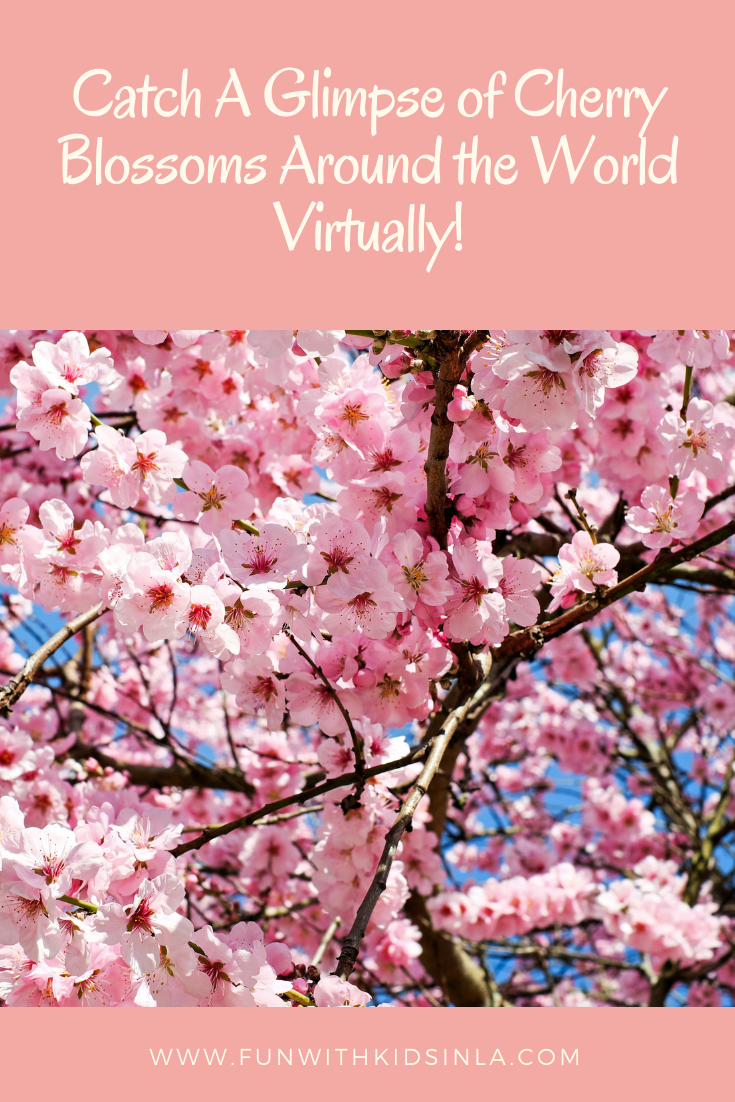 Catch A Glimpse of Cherry Blossoms Around the World Virtually!