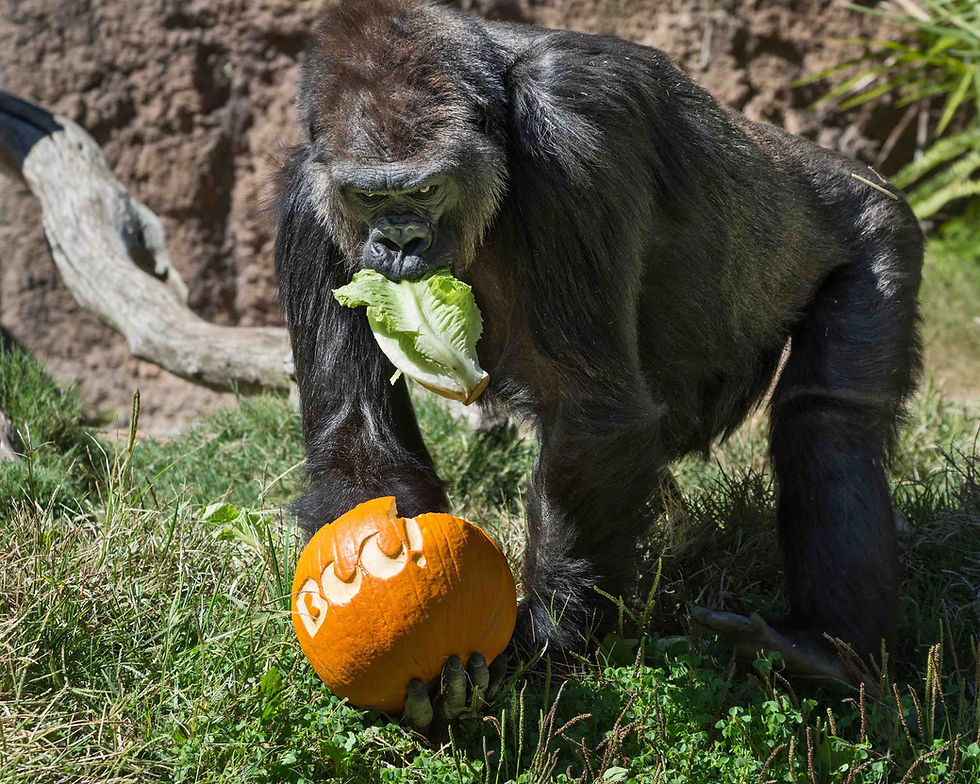A gorilla holding a carved pumpkin at Boo at the L.A. Zoo, a family Halloween event in Los Angeles in October