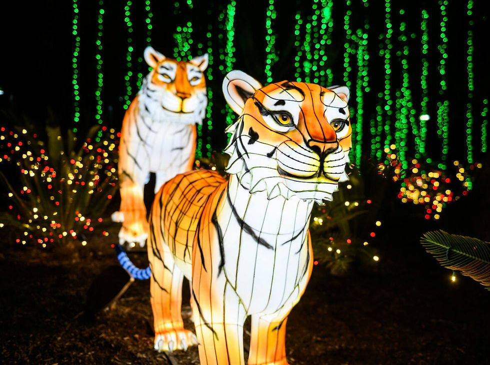 Glowing tiger lanterns at L.A. Zoo Lights, a favorite November holiday event for LA families