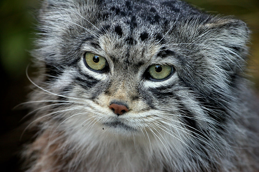 National Geographic Live: Wild Cats Revealed