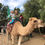 Thumbnail: Oasis Camel Dairy