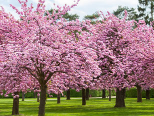 9 Stunning Places to See Cherry Blossoms 🌸🌸 in Los Angeles! 