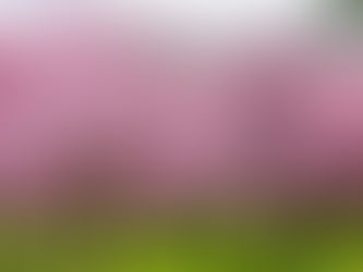 9 Stunning Places to See Cherry Blossoms 🌸🌸 in Los Angeles! 