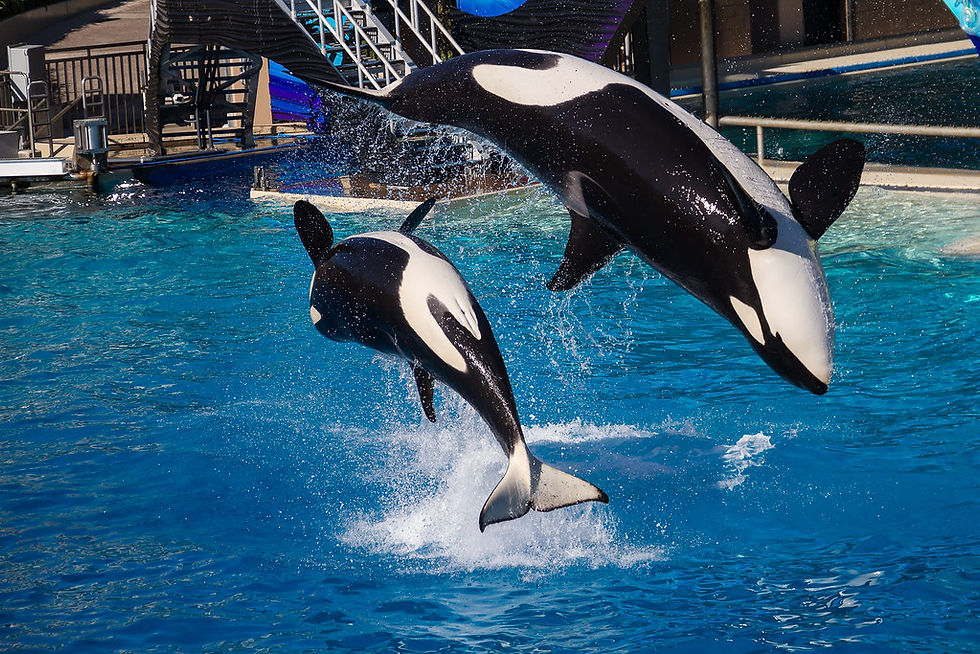 Two orcas leaping out of the water at SeaWorld San Diego