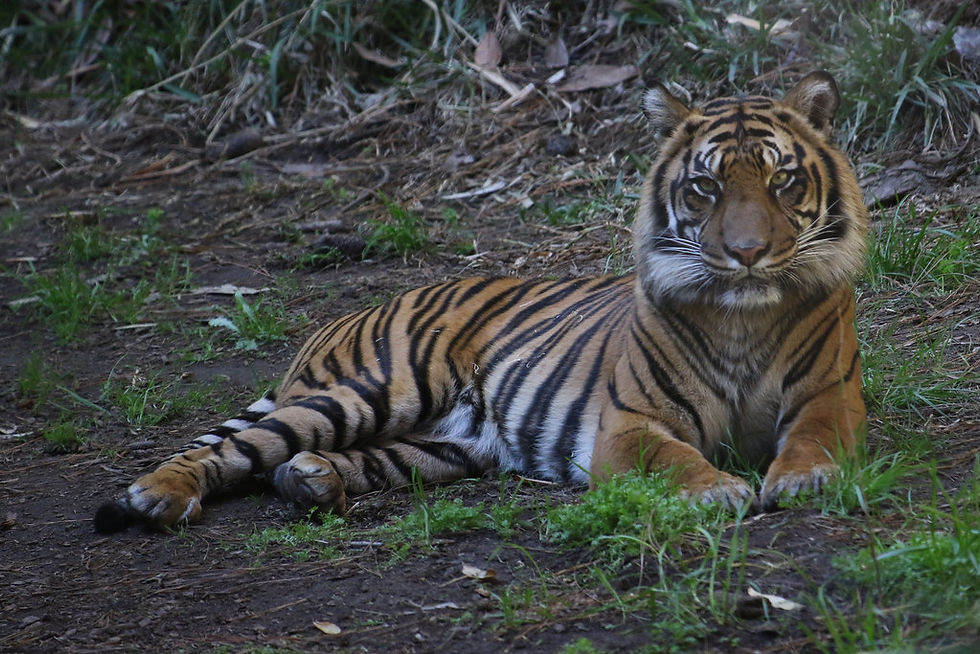 Sumatran tiger resting in the grass at Tiger Trail, San Diego Zoo Safari Park