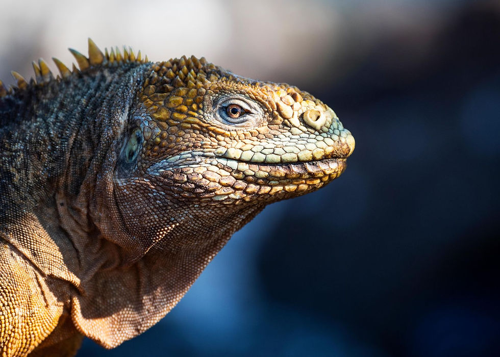 Nat Geo Live: Discovering the Galápagos