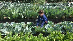 All You need to Know about Pick Your Own Fruit & Veggies at Underwood Family Farms!