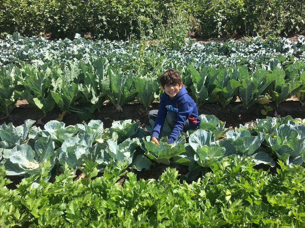 All You need to Know about Pick Your Own Fruit & Veggies at Underwood