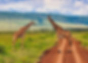 Masai Mara Safari With Kids: A Family Adventure Beyond Theme Parks (2026)!