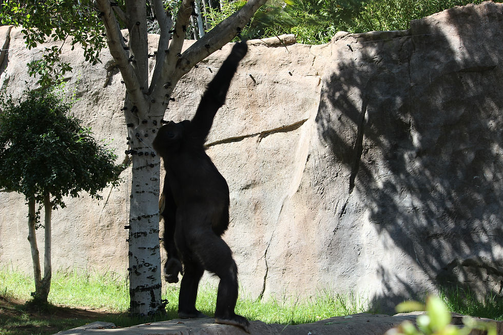 SAN DIEGO ZOO SAFARI PARK - FUN WITH KIDS IN LA