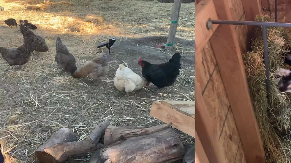 Thumbnail: Farm Stay With Animals