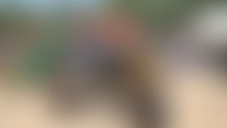 Antique Tractor Weekend Comes back to Underwood Family Farms!