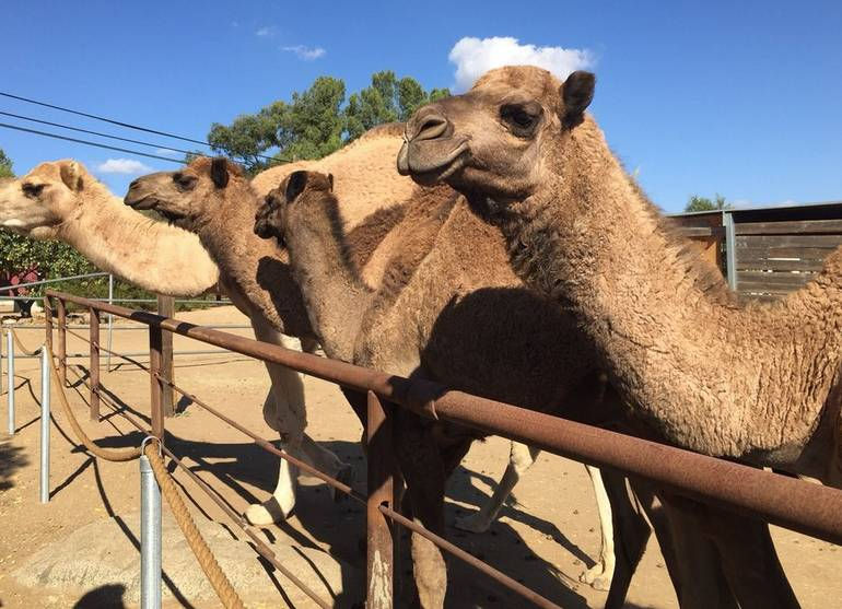 Thumbnail: Oasis Camel Dairy