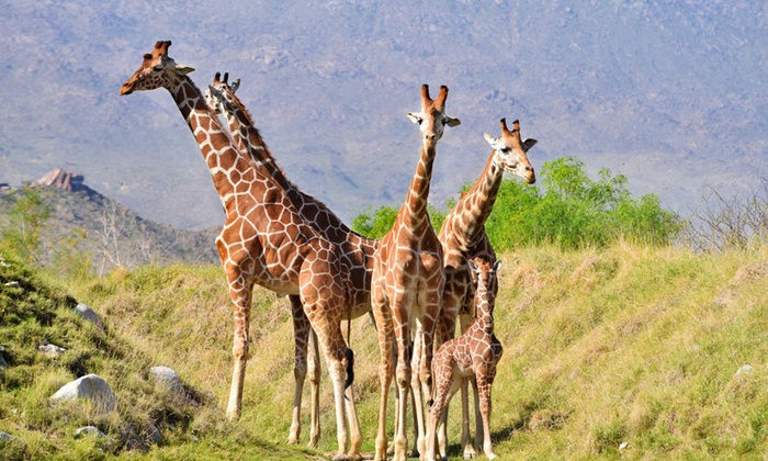Thumbnail: The Living Desert