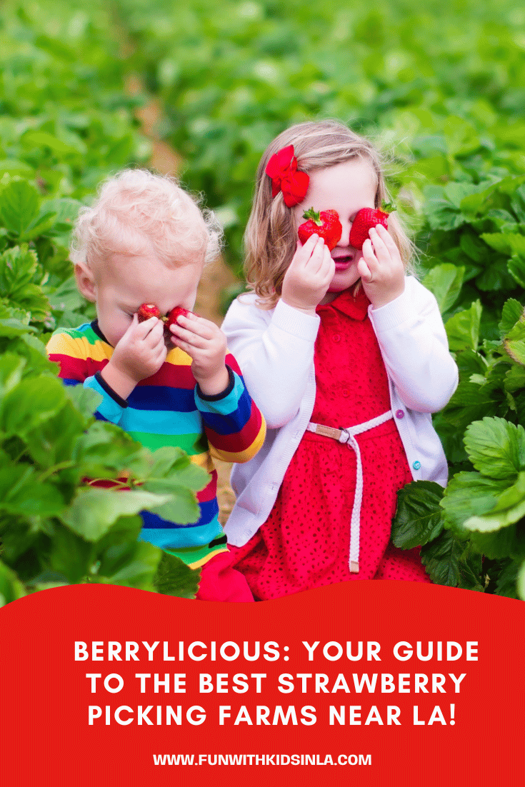 Berrylicious Your Guide to the Best Strawberry Picking Farms near LA