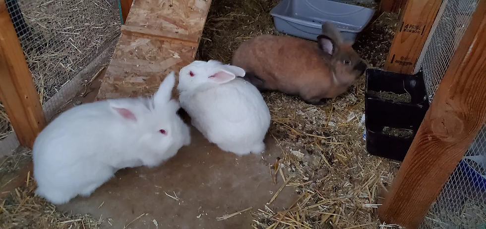 Thumbnail: Farm Stay With Animals