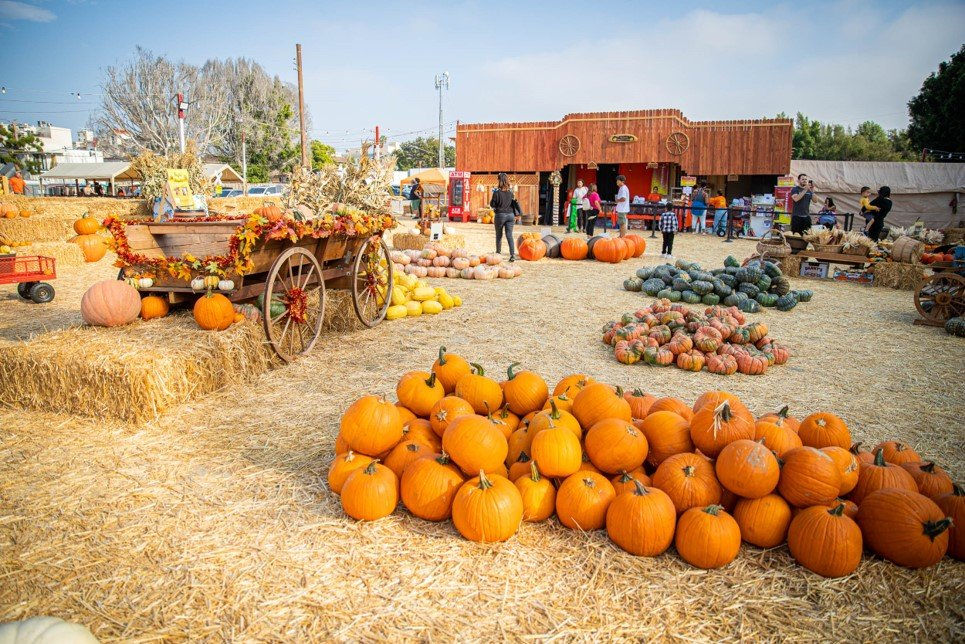 Shawn's Pumpkin Patch