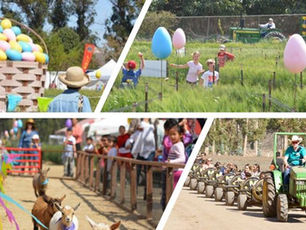 Your Ultimate Guide to the Springtime Easter Festival 2025 at Underwood Family Farms! 