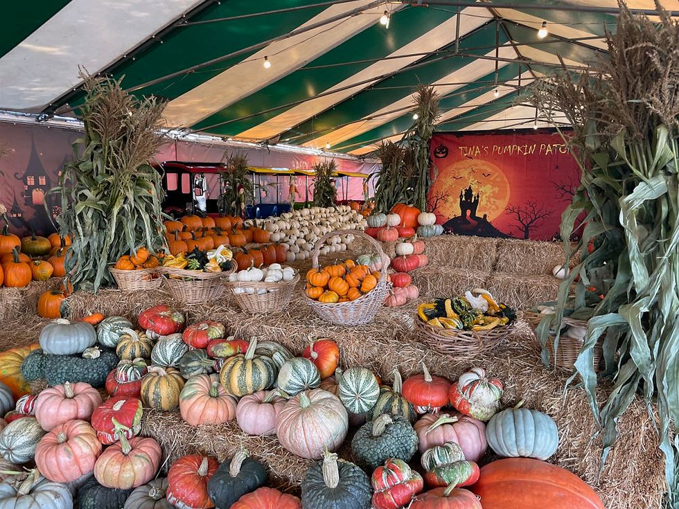 Tina's Pumpkin Patch