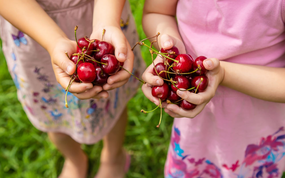 11 Best Cherry Picking Farms Near Los Angeles! FUN WITH KIDS IN LA