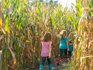 Get Lost in the Best Corn Mazes in Southern California This Fall!