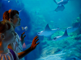 Explore 12 Best Aquariums 🐠 in Southern California Before Your Kids Grow Up!
